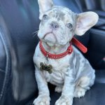 Eliza-female-French-Bulldog-puppy-for-sale-1 (2)