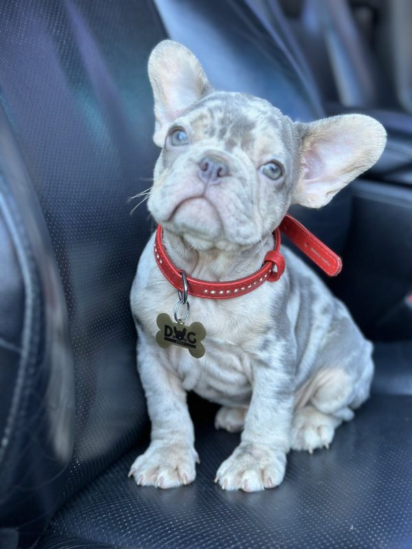 Eliza French Bulldog