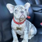 Eliza-female-French-Bulldog-puppy-for-sale-1 (3)