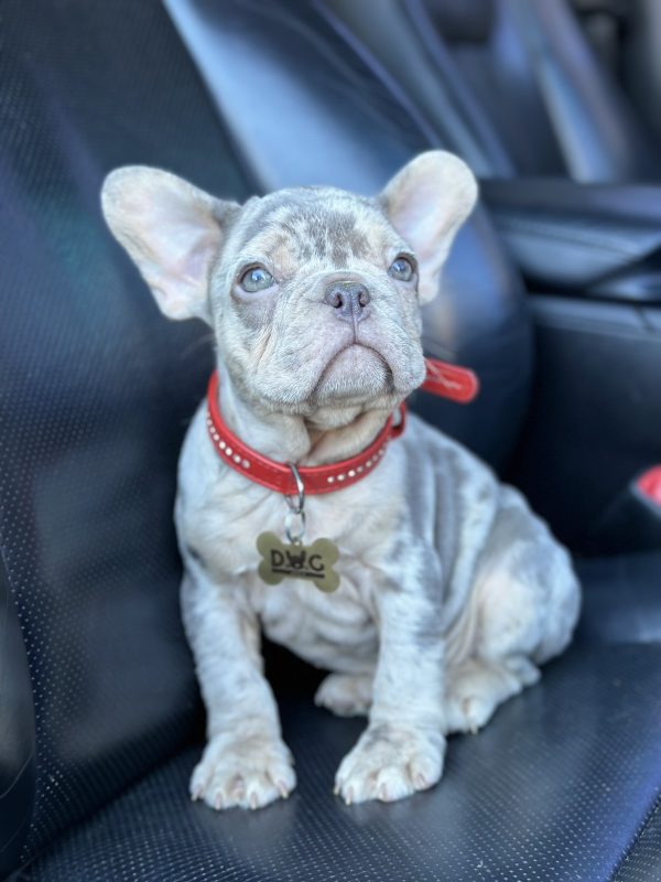 Eliza French Bulldog