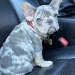 Eliza-female-French-Bulldog-puppy-for-sale-1 (4)