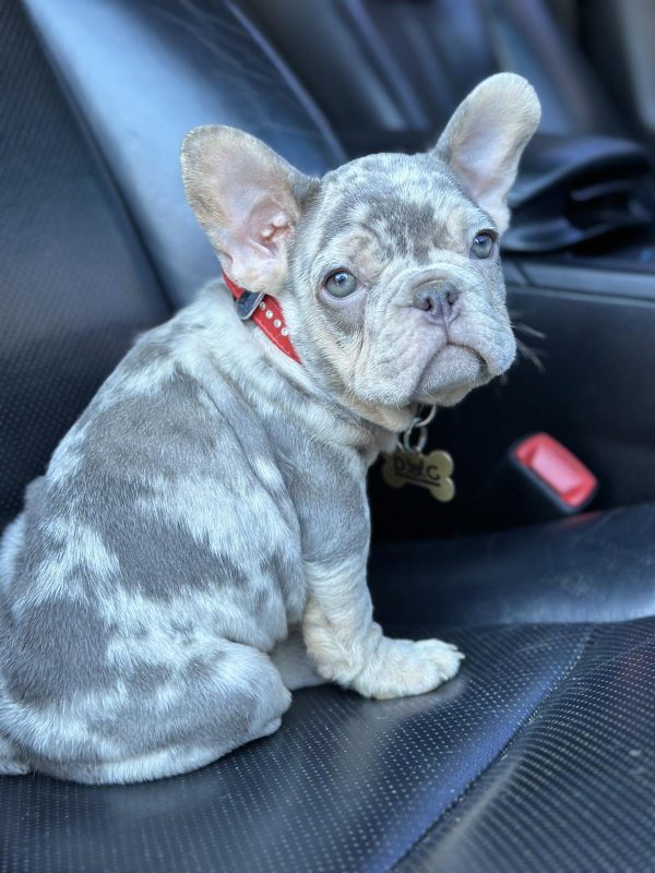Eliza French Bulldog