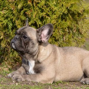 Elva French Bulldog
