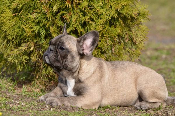 Elva French Bulldog