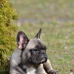 Elva-female-French-Bulldog-puppy-for-sale-1 (2)