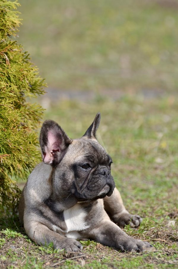 Elva French Bulldog