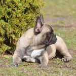 Elva-female-French-Bulldog-puppy-for-sale-1 (3)
