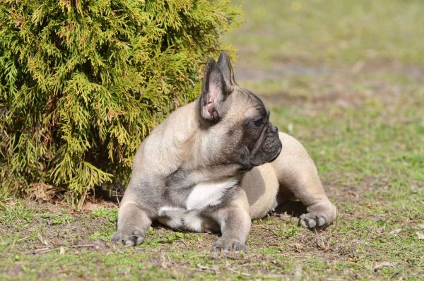 Elva French Bulldog