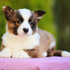 Elvis