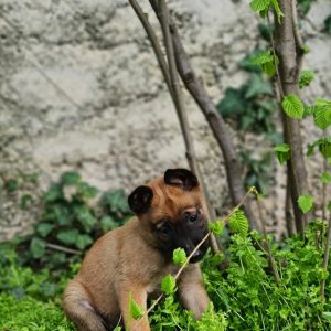 Eme Malinois