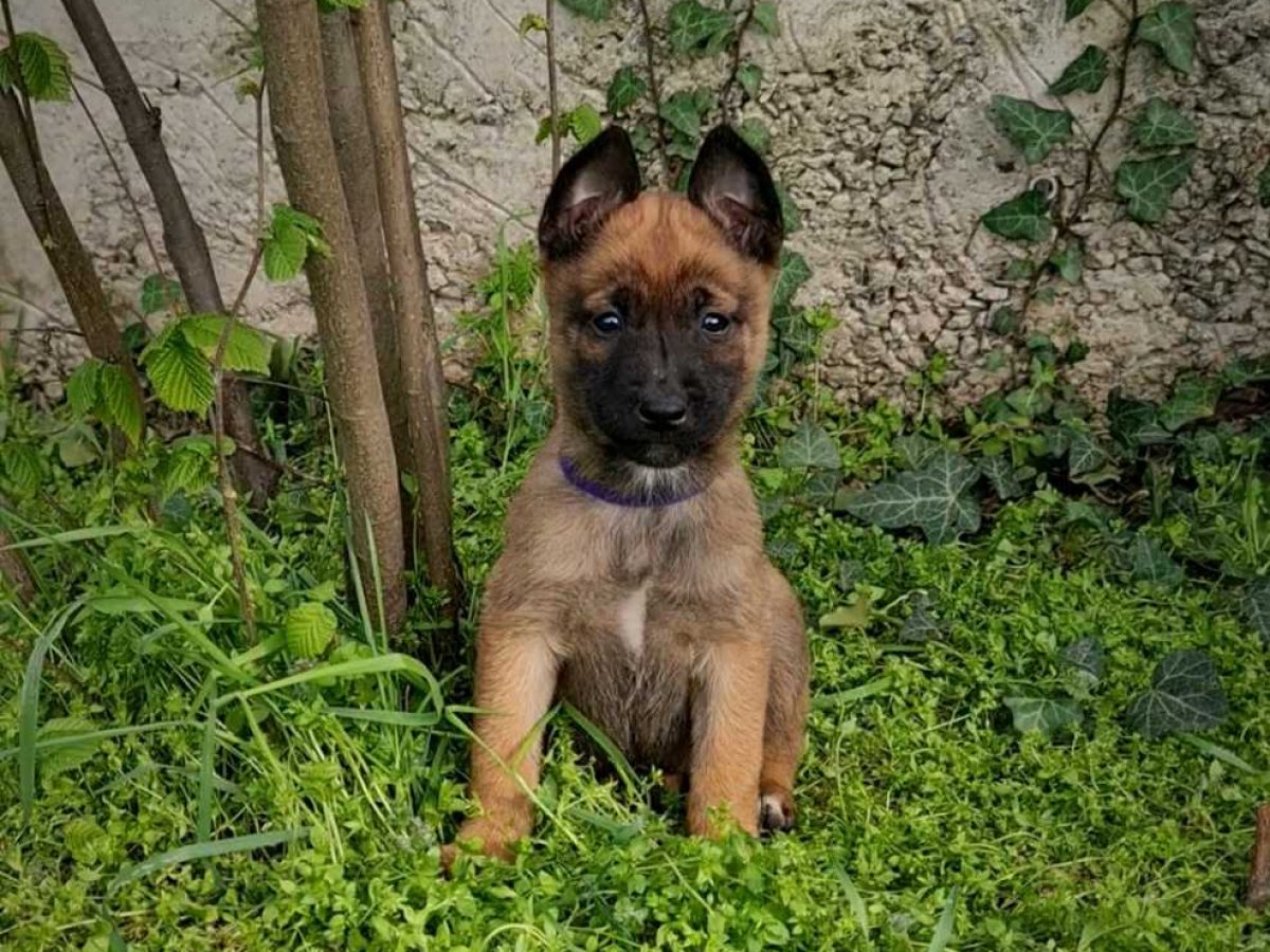 Malinois German Dog Drahthaar Difference Between A Malinois And