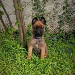 Luxor Malinois