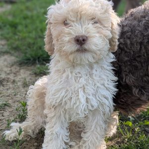 Federico