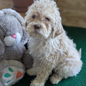 Federico Lagotto Romagnolo