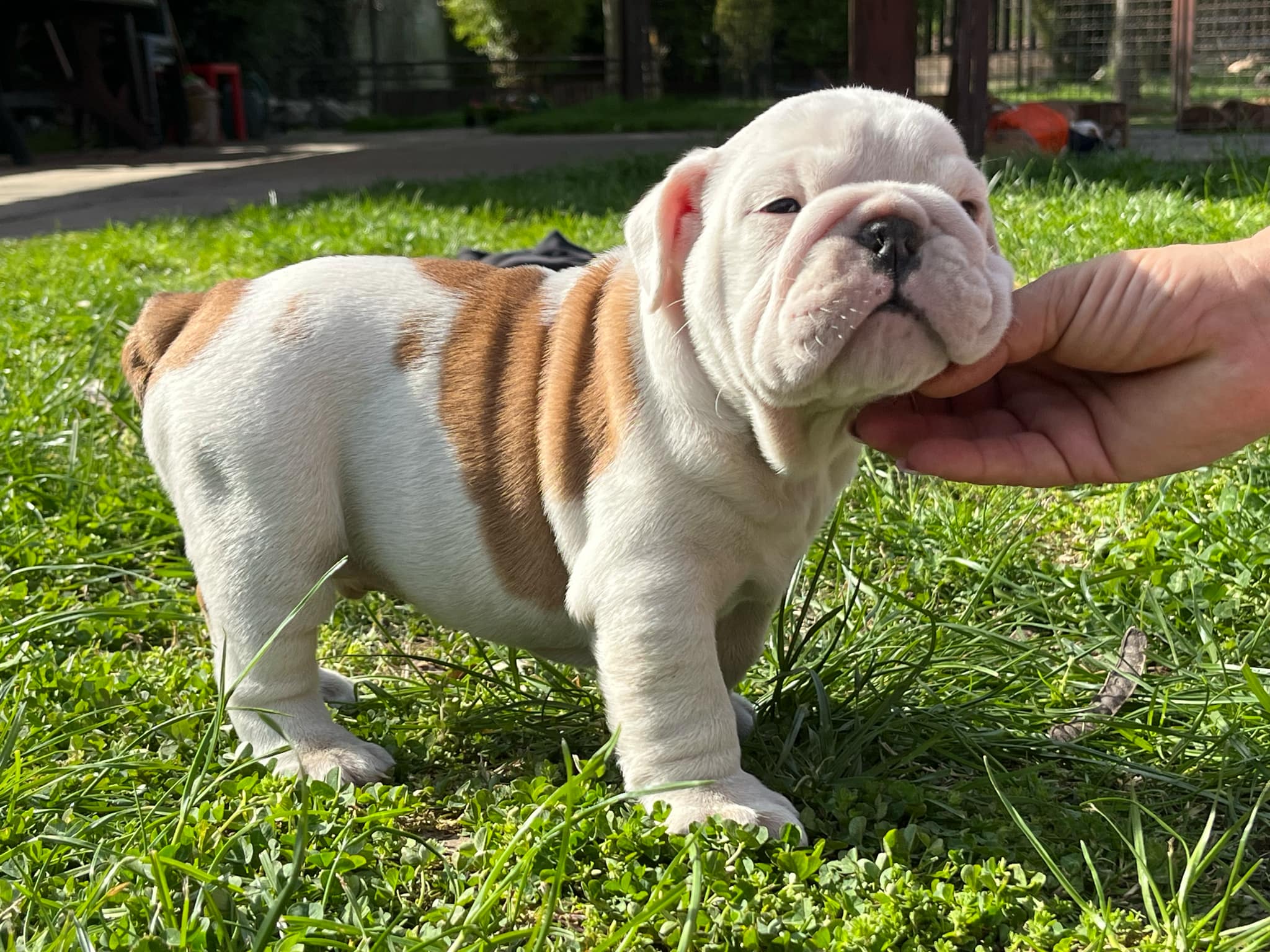 Olde English Bulldog Victorian Bulldog Puppies For Sale Near Me - Main Image