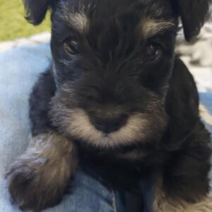 Frodo
