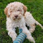 Gianluca-male-lagotto-puppy-for-sale-1