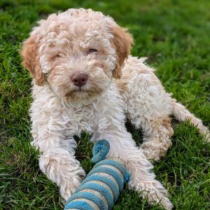 Gianluca Lagotto Romagnolo