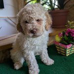 Gianluca-male-lagotto-romagnolo-puppy-for-sale-1