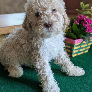 Gianluca Lagotto Romagnolo