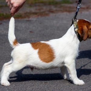 Gremlin Jack Russell Terrier