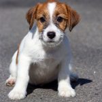 Viking Jack Russell Terrier