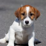 Gremlin-male-Jack Russell Terrier-puppy-for-sale-1 (3)