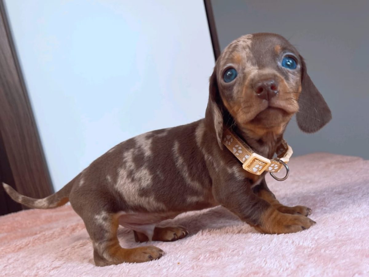 Long Haired Dachshund Wiener Dog For Sale Craigslist Long Haired