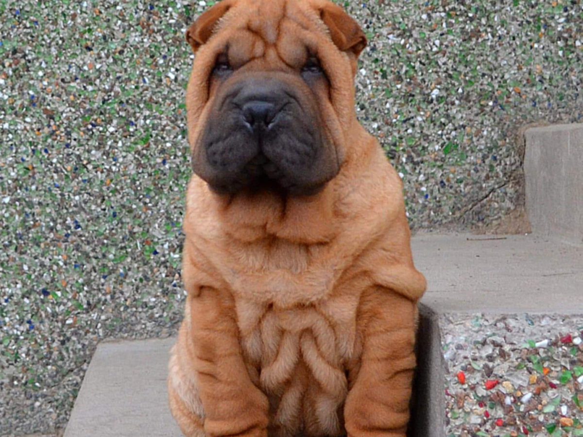 Chinese Bull Pei Puppies Price Teacup Blue Shar Pei Puppies