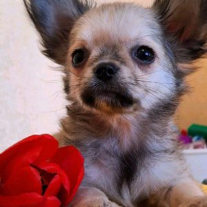 Ilay Chihuahua