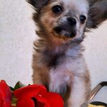 Ilay-male-Chihuahua-puppy-for-sale-2
