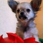 Ilay-male-Chihuahua-puppy-for-sale-3