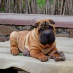 Imperial-male-Shar-Pei-puppy-for-sale-1