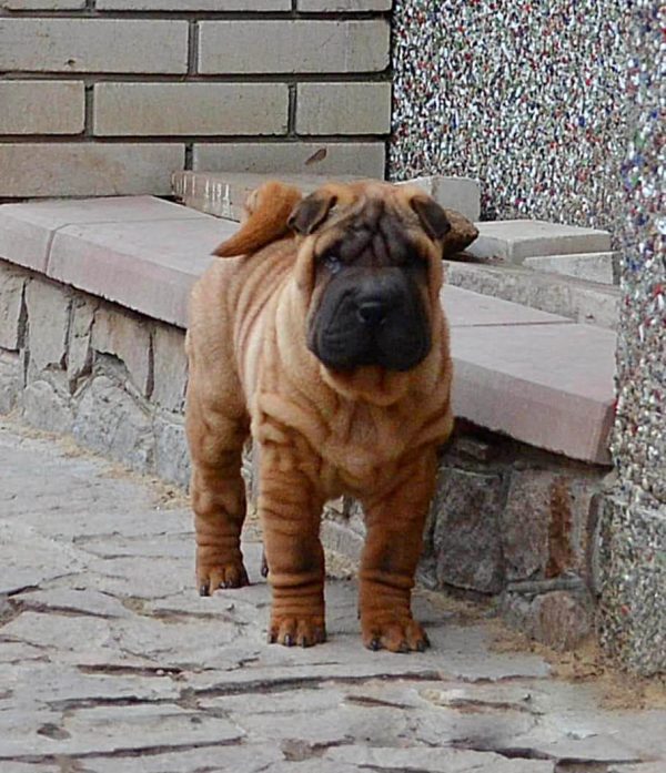 Imperial Shar Pei