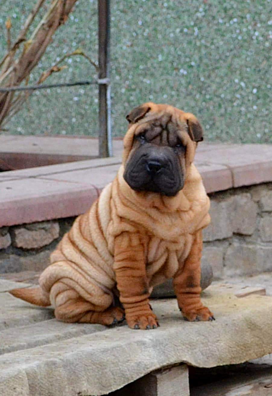 Ori Puggle Pei Shar Pei Puppies For Sale Pets4Homes