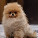 Semira Pomeranian