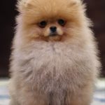 Impresario-male-pomeranian-puppy-for-sale-1 (2)