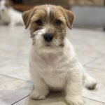 Indiana-male-Jack-Russell-Terrier-puppy-for-sale-1 (1)