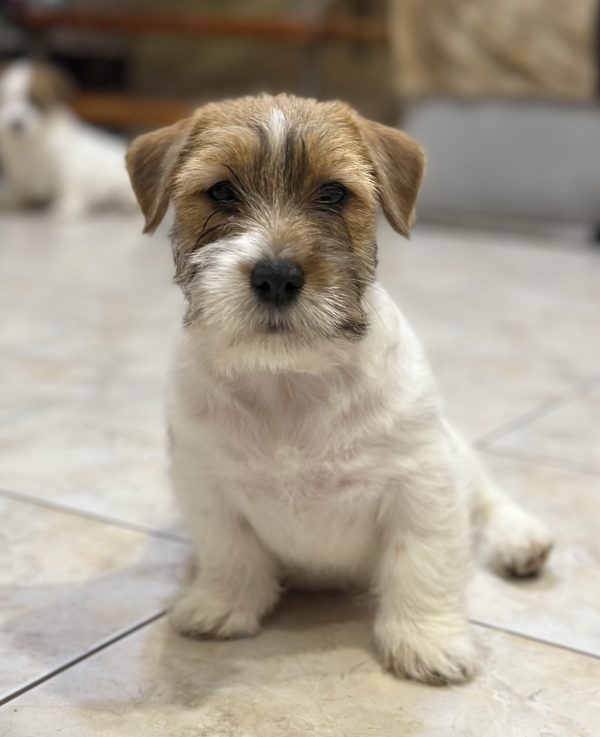Indiana Jack Russell Terrier