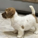 Indiana-male-Jack-Russell-Terrier-puppy-for-sale-1 (2)