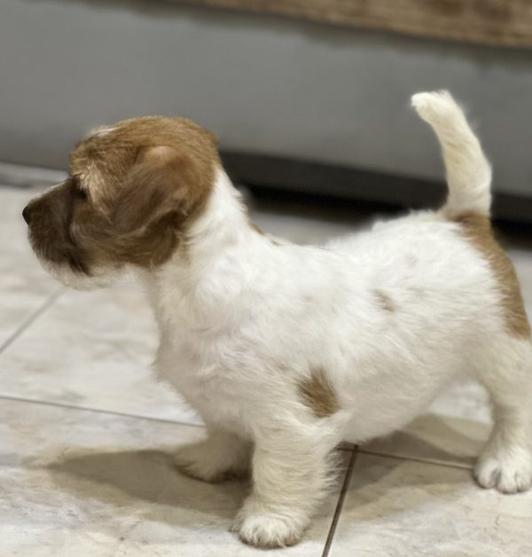 Indiana Jack Russell Terrier