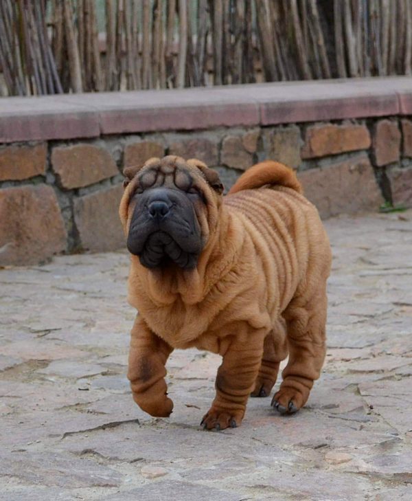 Infinity Shar Pei