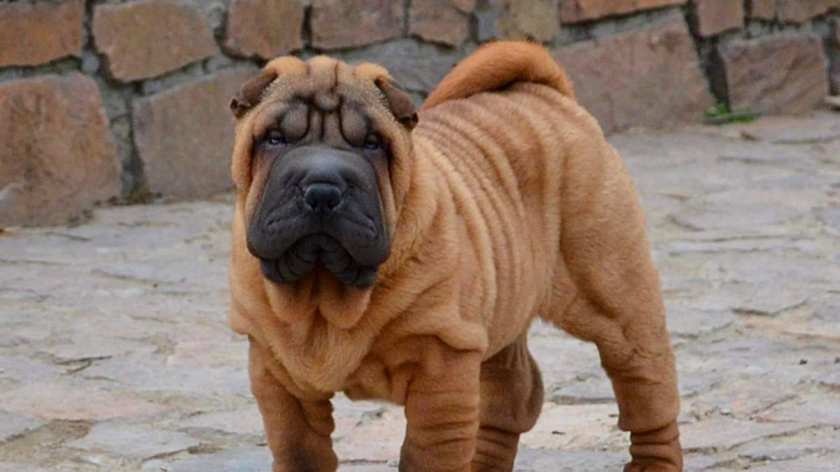 Losing Hair Shar Pei With Fur Bear Coat Shar Purple Shar Pei Ori