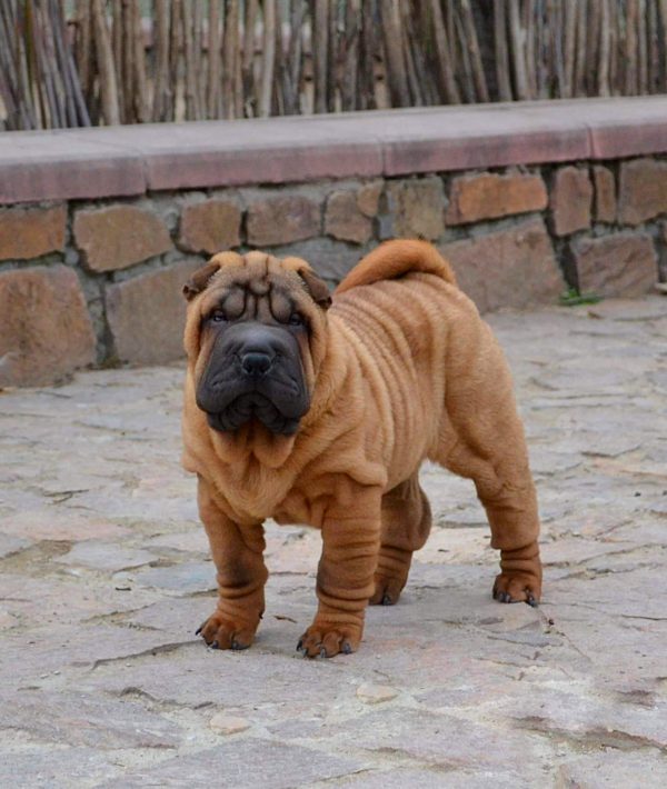 Infinity Shar Pei