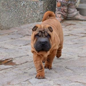 Infinity Shar Pei