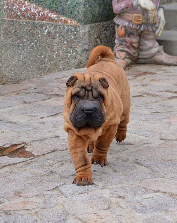 Infinity Shar Pei