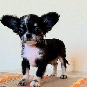 Iras Chihuahua