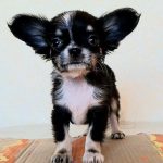 Ilay Chihuahua