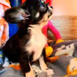 Iras-male-Chihuahua-puppy-for-sale-3