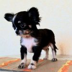 Iras-male-Chihuahua-puppy-for-sale-4